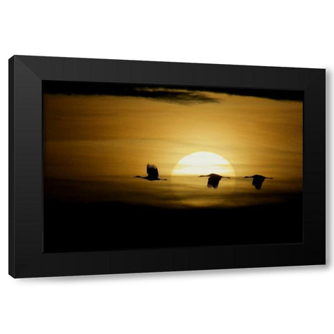 New Mexico Silhouettes of sandhill cranes flying Black Modern Wood Framed Art Print by Morris, Arthur