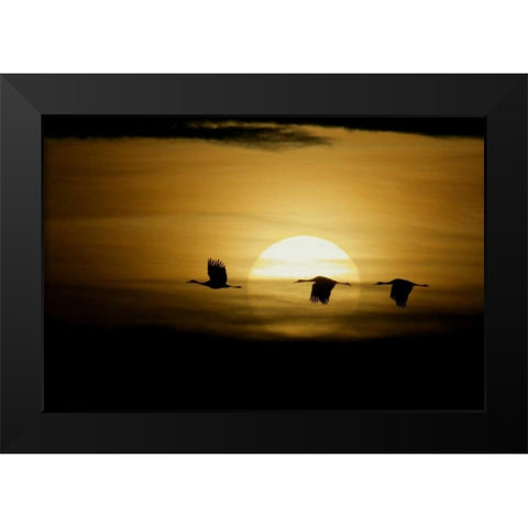 New Mexico Silhouettes of sandhill cranes flying Black Modern Wood Framed Art Print by Morris, Arthur