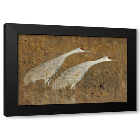 New Mexico Two sandhill cranes in marsh Black Modern Wood Framed Art Print by Morris, Arthur