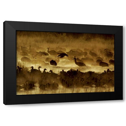 New Mexico Flock of birds in pond and ground fog Black Modern Wood Framed Art Print with Double Matting by Morris, Arthur