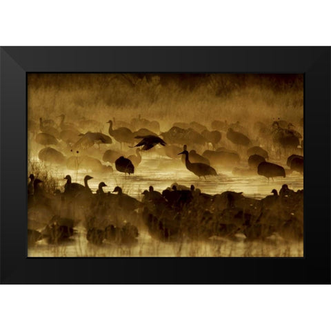 New Mexico Flock of birds in pond and ground fog Black Modern Wood Framed Art Print by Morris, Arthur