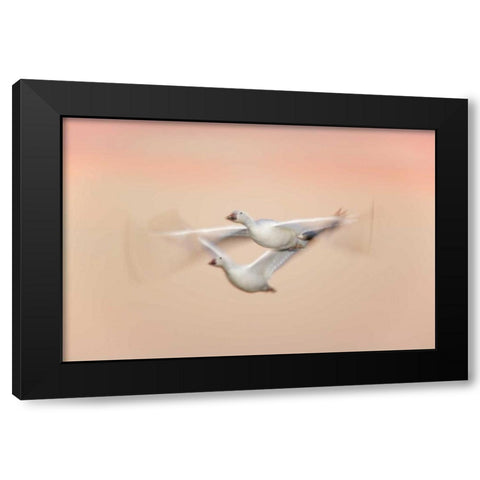 New Mexico Snow geese in flight at dusk Black Modern Wood Framed Art Print with Double Matting by Morris, Arthur