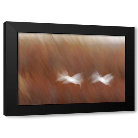 New Mexico Abstract of snow geese in flight Black Modern Wood Framed Art Print with Double Matting by Morris, Arthur