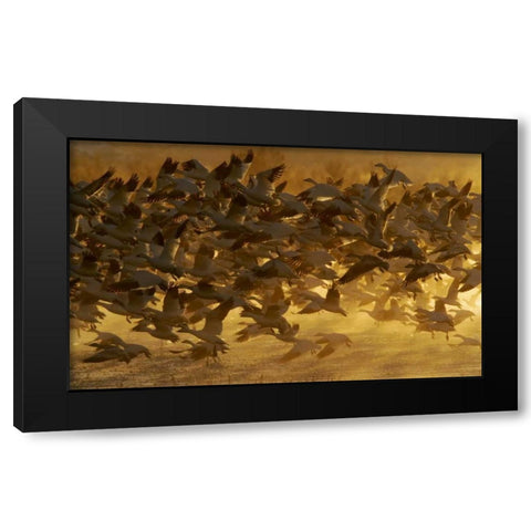New Mexico Flock of snow geese taking off Black Modern Wood Framed Art Print with Double Matting by Morris, Arthur