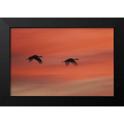 New MexicoAbstract of two sandhill cranes Black Modern Wood Framed Art Print by Anon, Josh