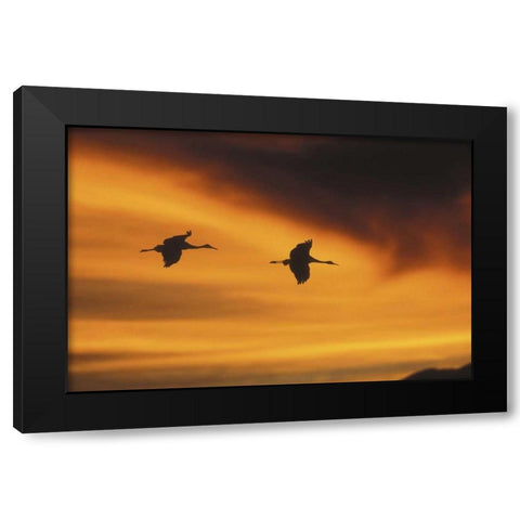 New MexicoTwo sandhill cranes flying at sunset Black Modern Wood Framed Art Print with Double Matting by Anon, Josh
