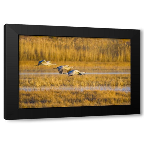 New Mexico Greater sandhill cranes landing Black Modern Wood Framed Art Print by Lord, Fred