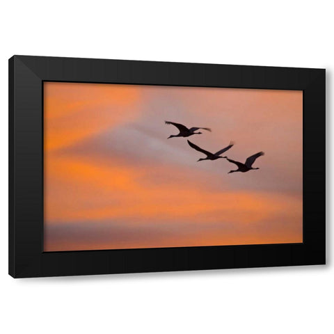 New Mexico Greater sandhill cranes leaving nest Black Modern Wood Framed Art Print by Lord, Fred