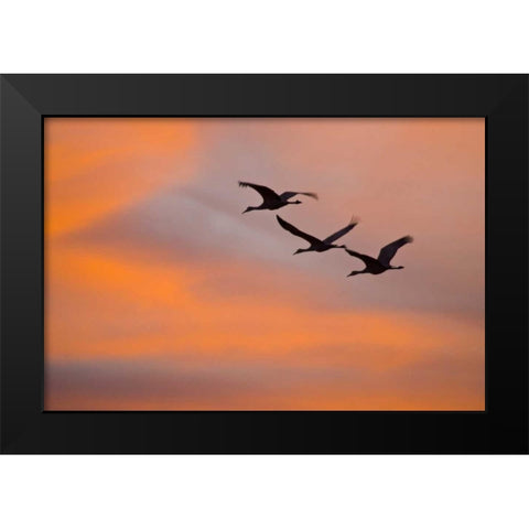 New Mexico Greater sandhill cranes leaving nest Black Modern Wood Framed Art Print by Lord, Fred