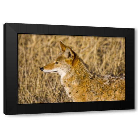 New Mexico Coyote stalking ducks on pond Black Modern Wood Framed Art Print by Lord, Fred