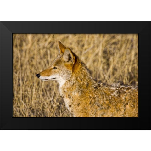 New Mexico Coyote stalking ducks on pond Black Modern Wood Framed Art Print by Lord, Fred