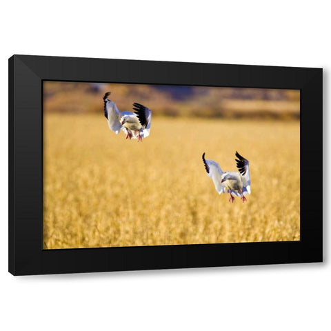 New Mexico Two snow geese landing in corn field Black Modern Wood Framed Art Print by Lord, Fred