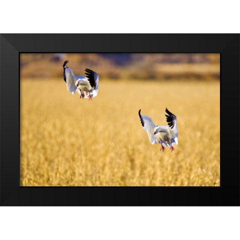 New Mexico Two snow geese landing in corn field Black Modern Wood Framed Art Print by Lord, Fred