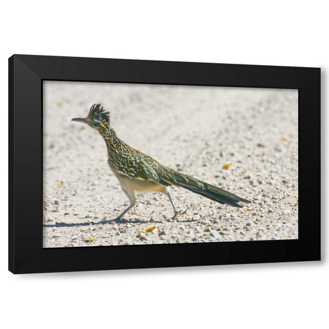 New Mexico Greater roadrunner crossing road Black Modern Wood Framed Art Print by Lord, Fred