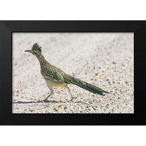 New Mexico Greater roadrunner crossing road Black Modern Wood Framed Art Print by Lord, Fred