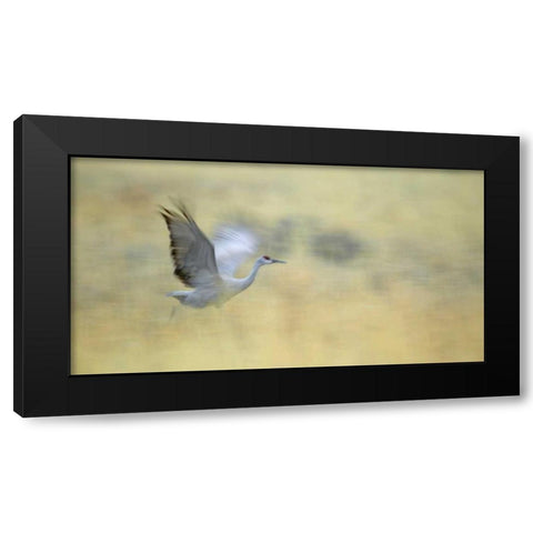 New Mexico Abstract of sandhill crane running Black Modern Wood Framed Art Print with Double Matting by Morris, Arthur