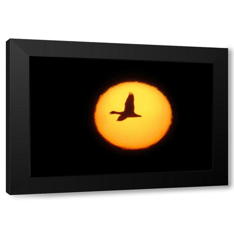 New Mexico Silhouette of lone snow goose Black Modern Wood Framed Art Print with Double Matting by Morris, Arthur