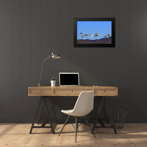 New Mexico Sandhill cranes and a  full moon Black Modern Wood Framed Art Print by Illg, Cathy and Gordon