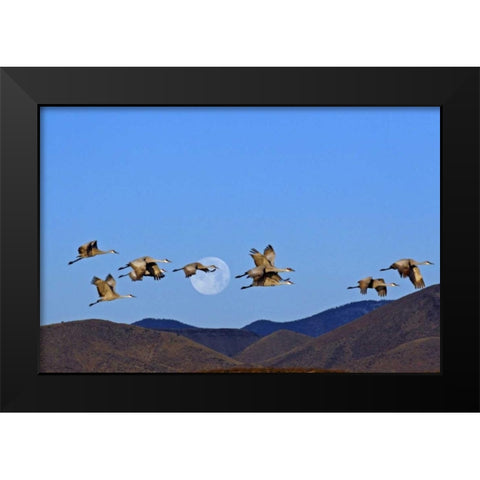 New Mexico Sandhill cranes and a  full moon Black Modern Wood Framed Art Print by Illg, Cathy and Gordon