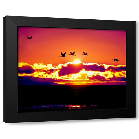 New Mexico Sandhill cranes flying through sunset Black Modern Wood Framed Art Print with Double Matting by Kelley, David