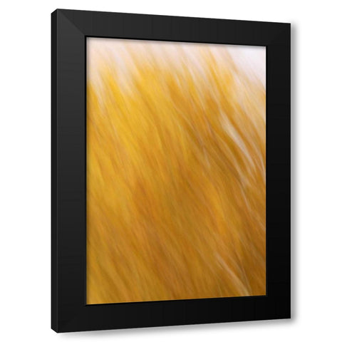 New Mexico Abstract of blurred cottonwood trees Black Modern Wood Framed Art Print with Double Matting by Morris, Arthur