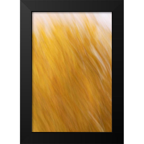 New Mexico Abstract of blurred cottonwood trees Black Modern Wood Framed Art Print by Morris, Arthur