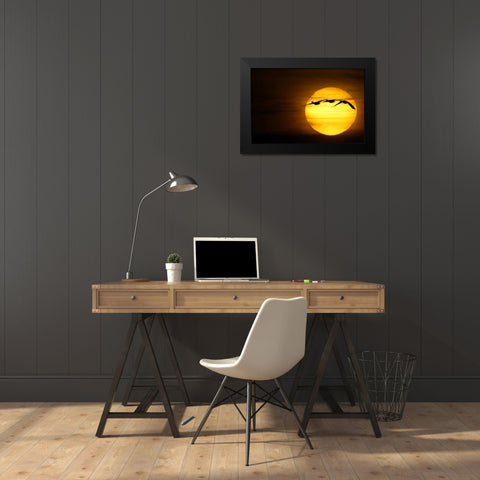 New Mexico Three snow geese fly across sun Black Modern Wood Framed Art Print by Morris, Arthur