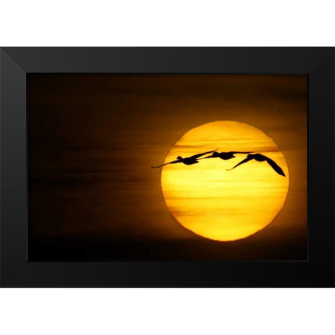 New Mexico Three snow geese fly across sun Black Modern Wood Framed Art Print by Morris, Arthur