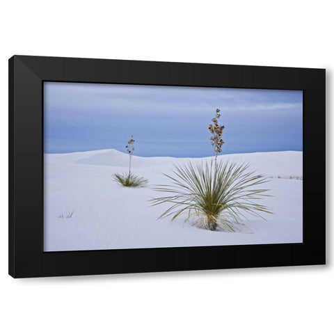 New Mexico, White Sands NM Yucca on sand dunes Black Modern Wood Framed Art Print by Grall, Don