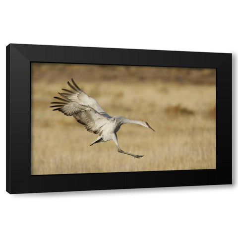 New Mexico Sandhill crane landing Black Modern Wood Framed Art Print by Morris, Arthur