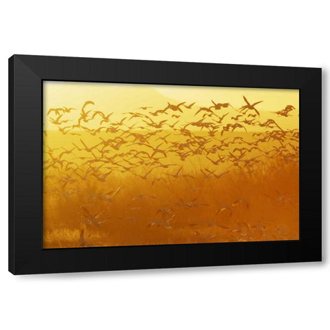 New Mexico Snow geese taking flight Black Modern Wood Framed Art Print with Double Matting by Morris, Arthur