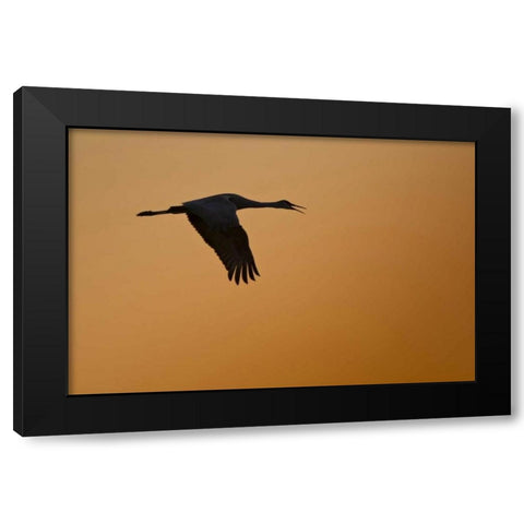 New Mexico Lone sandhill goose flying at sunset Black Modern Wood Framed Art Print with Double Matting by Lord, Fred