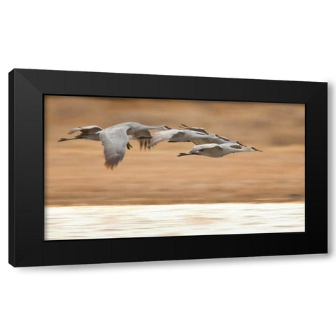 New Mexico Group of sandhill geese flying Black Modern Wood Framed Art Print with Double Matting by Lord, Fred