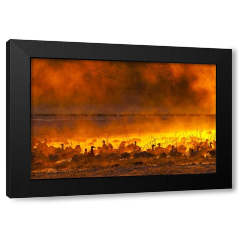 New Mexico Snow geese in foggy sunrise Black Modern Wood Framed Art Print with Double Matting by Illg, Cathy and Gordon