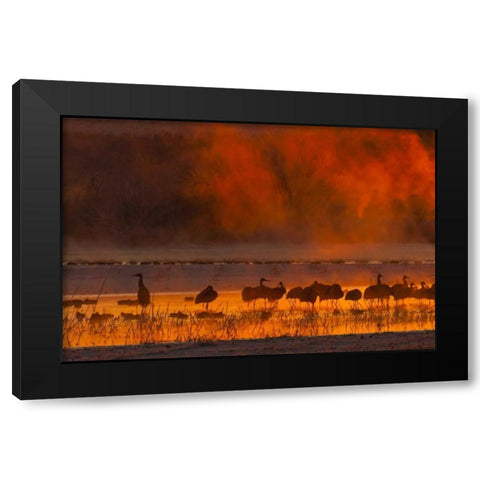 New Mexico, Bosque Del Apache Sandhill cranes Black Modern Wood Framed Art Print by Illg, Cathy and Gordon