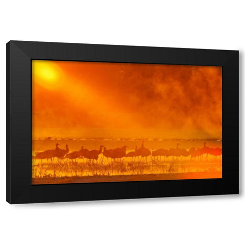 New Mexico, Bosque Del Apache Sandhill cranes Black Modern Wood Framed Art Print by Illg, Cathy and Gordon