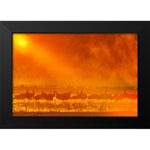 New Mexico, Bosque Del Apache Sandhill cranes Black Modern Wood Framed Art Print by Illg, Cathy and Gordon