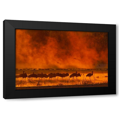 New Mexico, Bosque Del Apache Sandhill cranes Black Modern Wood Framed Art Print by Illg, Cathy and Gordon