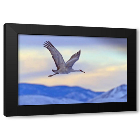 New Mexico Sandhill crane flying at sunset Black Modern Wood Framed Art Print by Illg, Cathy and Gordon