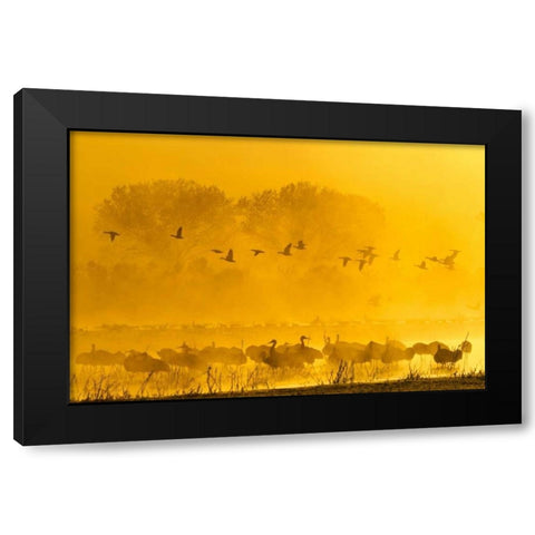 New Mexico Sandhill cranes and snow geese in fog Black Modern Wood Framed Art Print by Illg, Cathy and Gordon