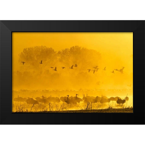 New Mexico Sandhill cranes and snow geese in fog Black Modern Wood Framed Art Print by Illg, Cathy and Gordon