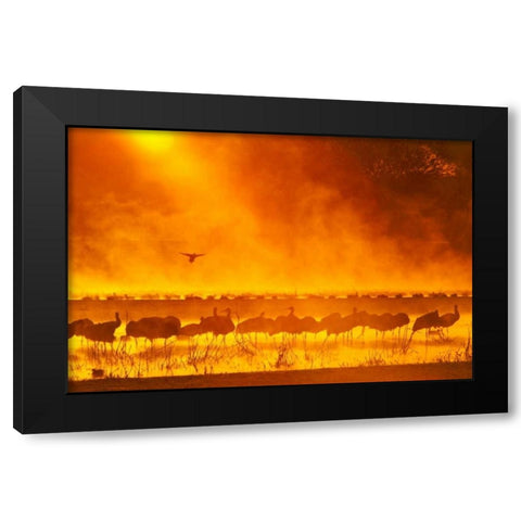 New Mexico Sandhill cranes in sunrise fog Black Modern Wood Framed Art Print by Illg, Cathy and Gordon
