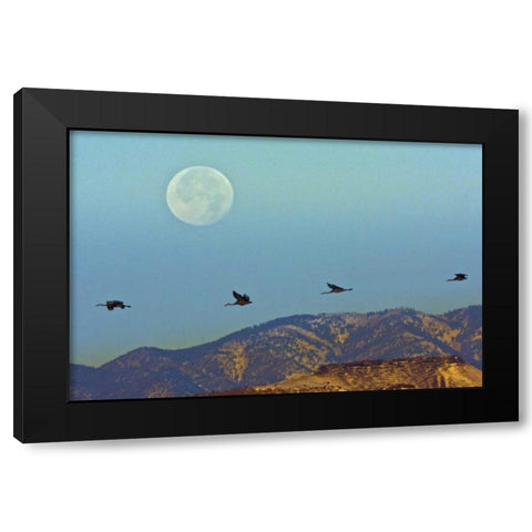 New Mexico Sandhill cranes fly by full moon Black Modern Wood Framed Art Print by Illg, Cathy and Gordon