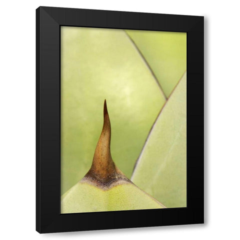 USA, Southwest Close-up of thorn on agave plant Black Modern Wood Framed Art Print by Flaherty, Dennis