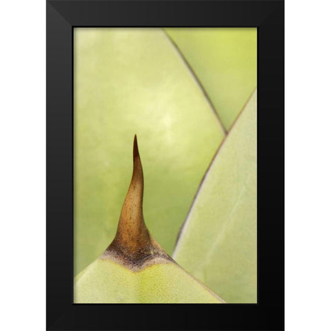 USA, Southwest Close-up of thorn on agave plant Black Modern Wood Framed Art Print by Flaherty, Dennis