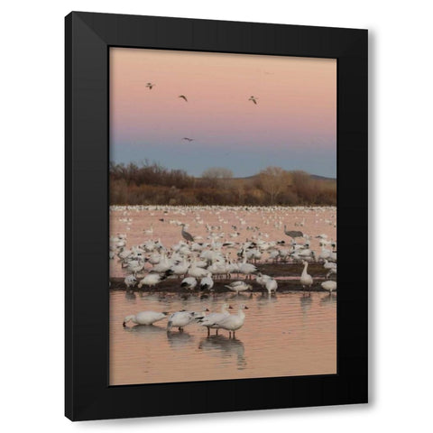 New Mexico snow geese twilight wedge Black Modern Wood Framed Art Print by Illg, Cathy and Gordon