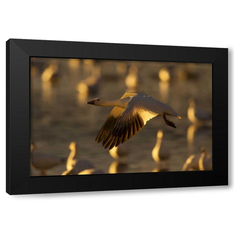 New Mexico Snow goose in flight Black Modern Wood Framed Art Print with Double Matting by Illg, Cathy and Gordon
