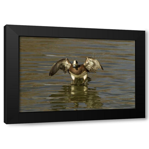 New Mexico American wigeon landing Black Modern Wood Framed Art Print with Double Matting by Illg, Cathy and Gordon