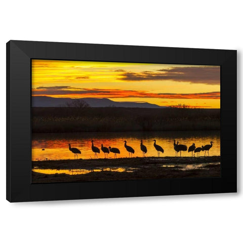 New Mexico, Bosque Del Apache Sandhill cranes Black Modern Wood Framed Art Print by Illg, Cathy and Gordon