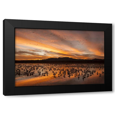 New Mexico, Bosque Del Apache snow geese sunset Black Modern Wood Framed Art Print by Illg, Cathy and Gordon
